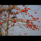 Am Nektar der Blüten dieses Baumes bedienen sich die Vögel
